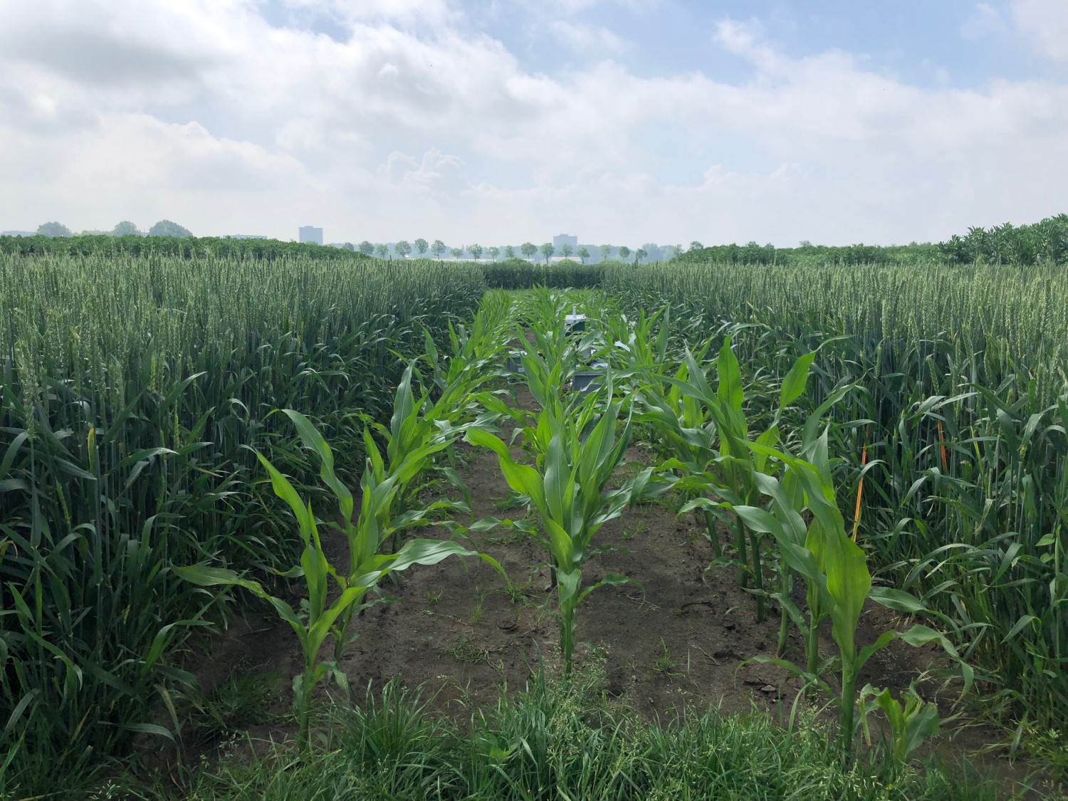 maize-photosynthesis-in-intercropping-connecting-leaf-traits-to-crop